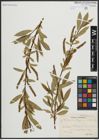 Foto von Salix alba L. x Salix fragilis L.